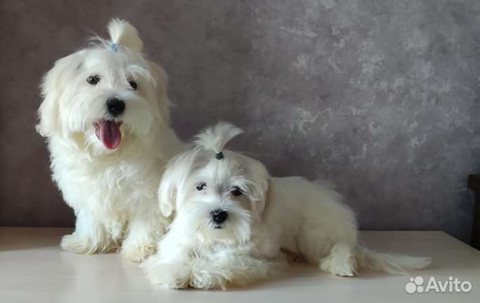 Мальтийская болонка (Мальтезе)