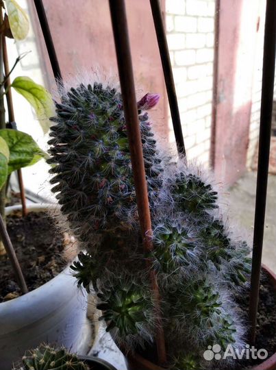 Кактус