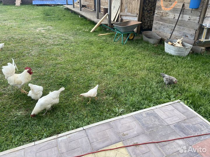 Продаются петухи