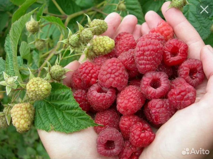 Саженцы ремонтантной малины