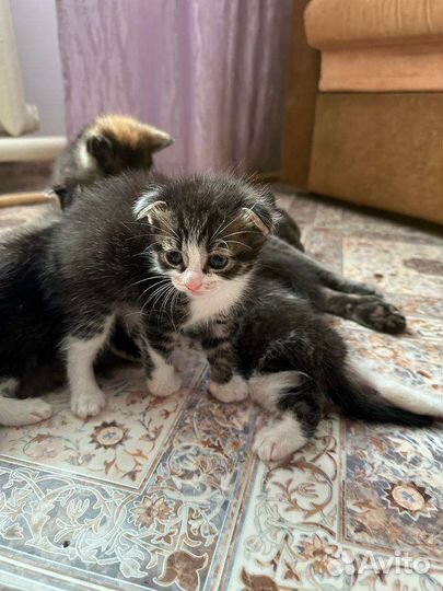 Котята от британской кошки
