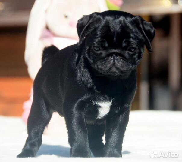 Щенки мопса