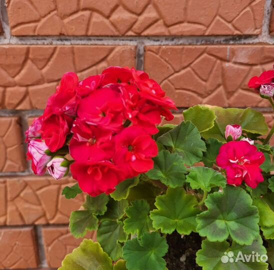 Пеларгония герань сортовая