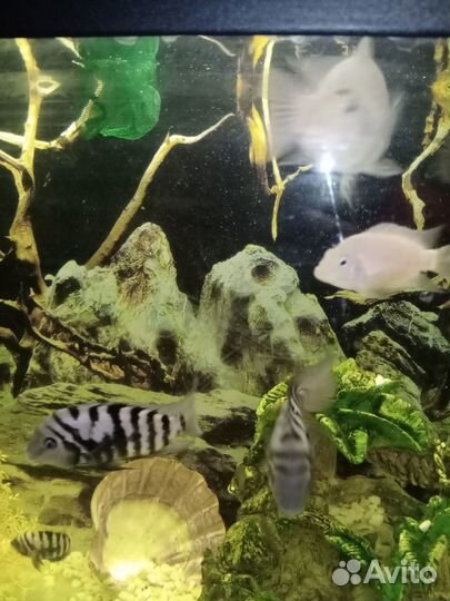 Аквариумные рыбки