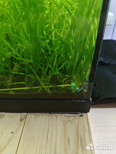 Аквариумная прополка