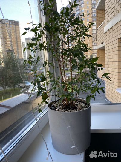 Фикус бенджамина большой