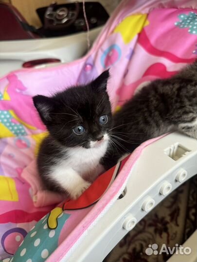 Кошки в добрые руки