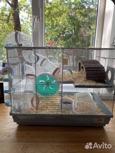 Хомяк джунгарский с клеткой