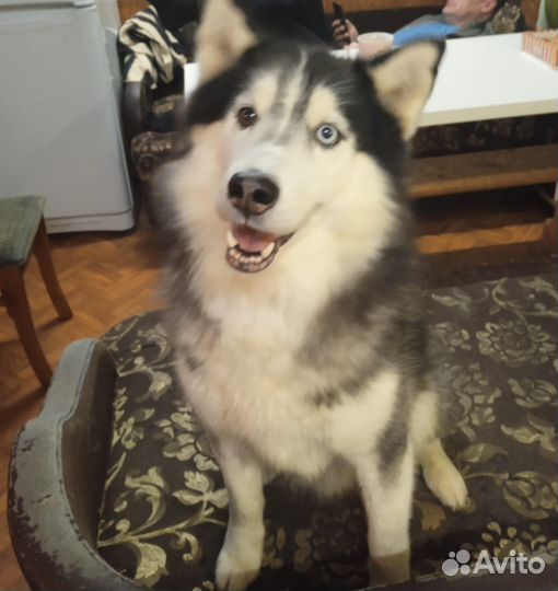 Собака (хаски)