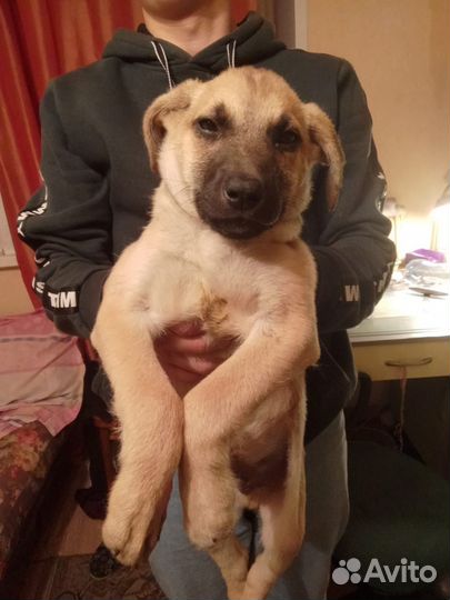 Щенок в добрые руки