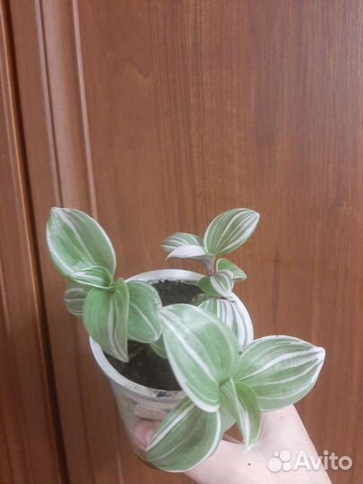 Эпипремнум сорт н Джой