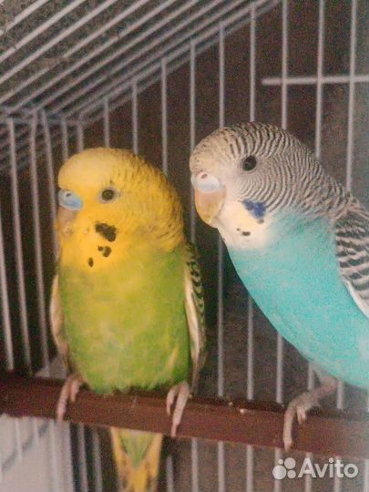 Продам волнистого попугая