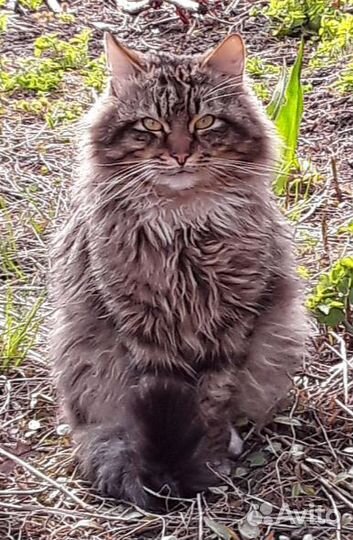 Кот сибирский