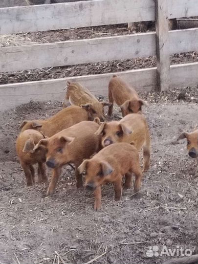 Поросята
