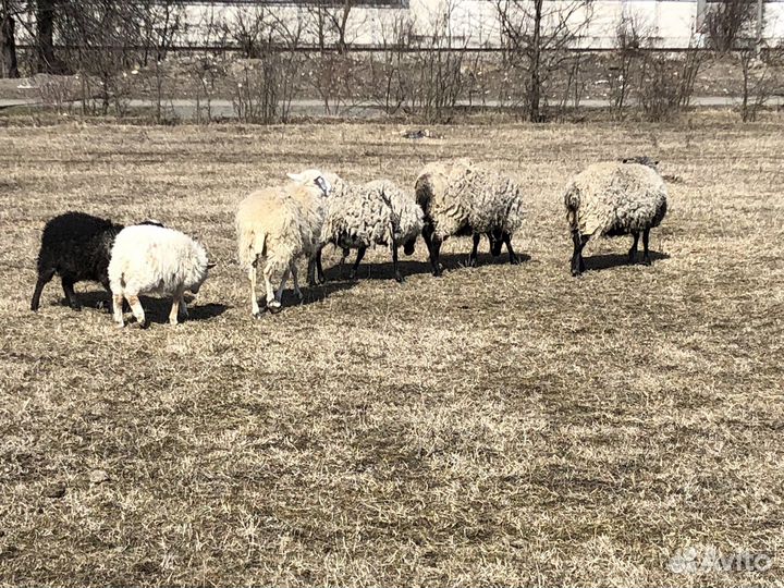 Овцы бараны