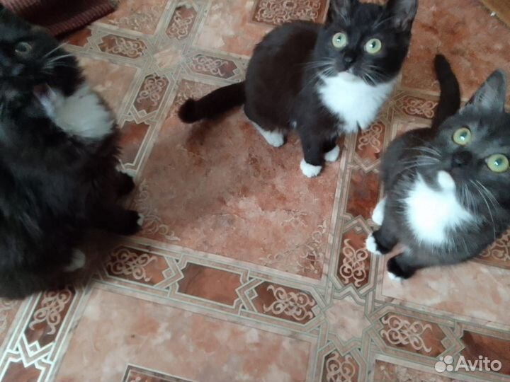 Котята в добрые руки бесплатно