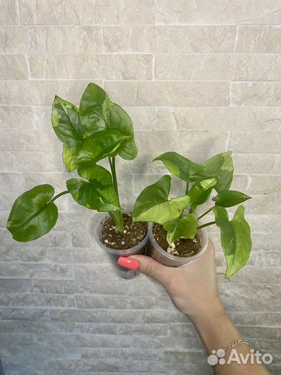 Сингониумы 1