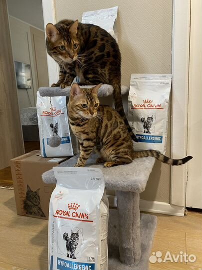 Кошачий корм hypoallergenic royal canin