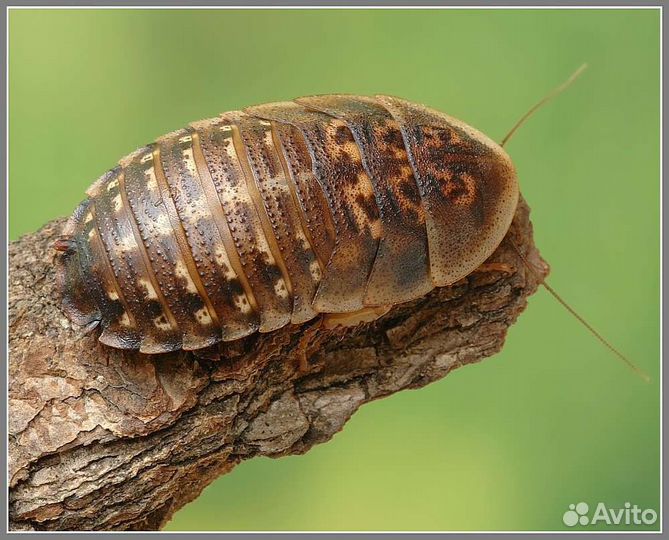 Сверчки, тараканы, зофобас и др