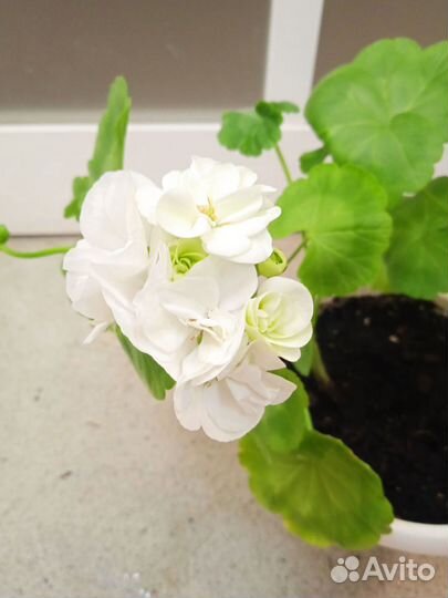 Герань (пеларгония) белая