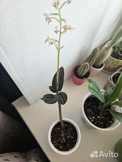 Орхидея лудизия