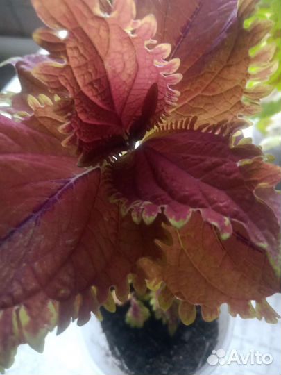 Колеусы вегетативные