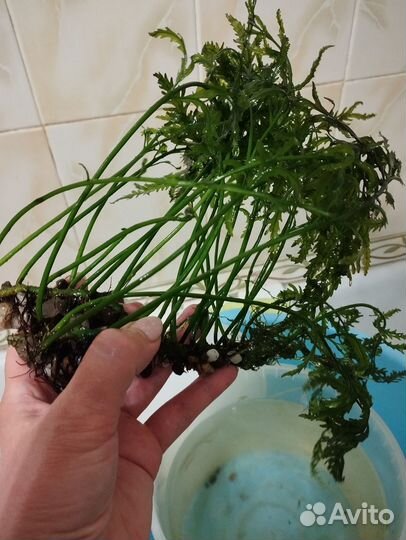 Аквариумные растения