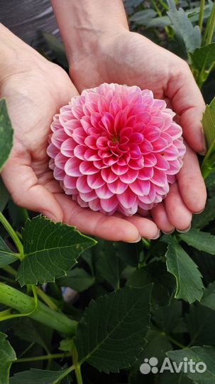 Георгины (Далия) делёнки