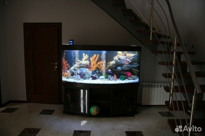 Рыбки, живые растения и другое