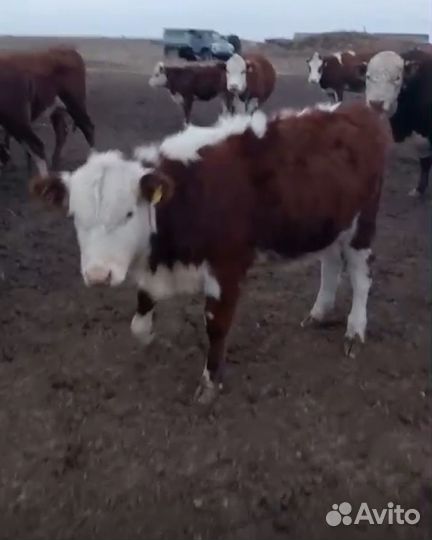 Телки 2024 года