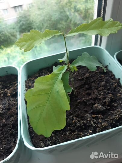 Дуб саженцы