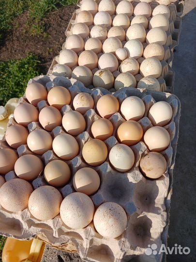 Продам.Яйца домашние индюшиные на инкубацию