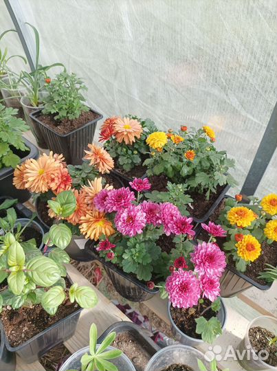 Хризантема мультифлора