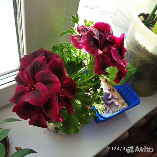 Кислица оксалис