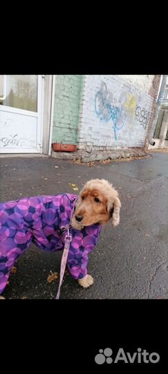 Вязка английский кокер спаниель