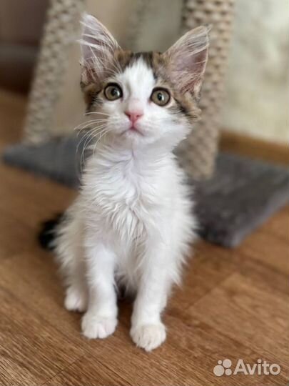 Котенок в добрые руки