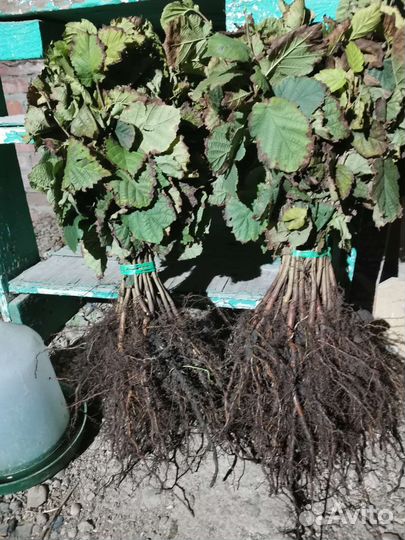 Саженцы фундука