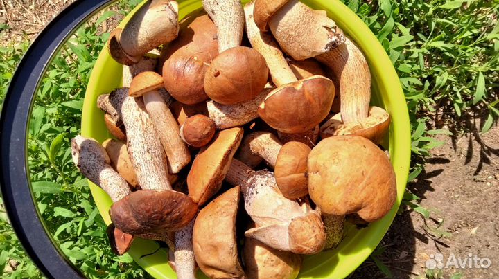 Гриб подберезовик(обабок) доставка бесплатно