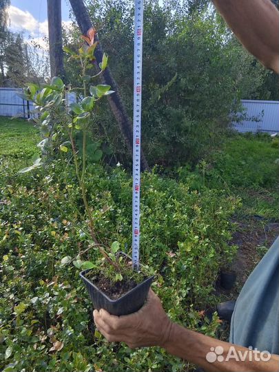 Саженцы голубики