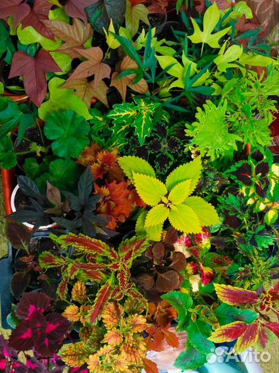 Колеусы и ипомея батат