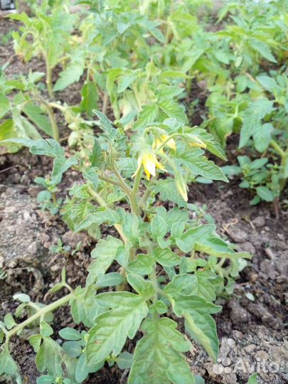 Рассада цена договорная