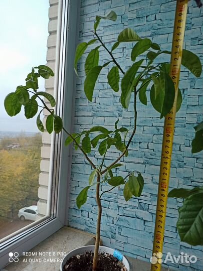 Мандариновое дерево