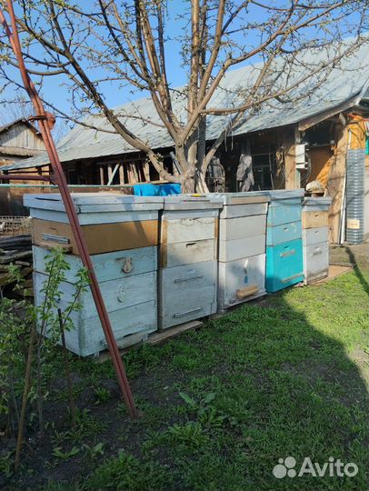 Продаю ульи