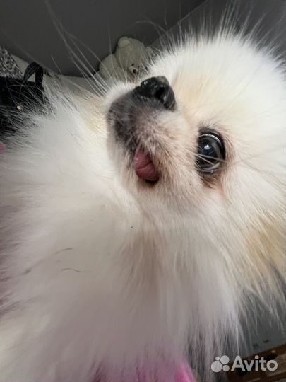 Передержка собак