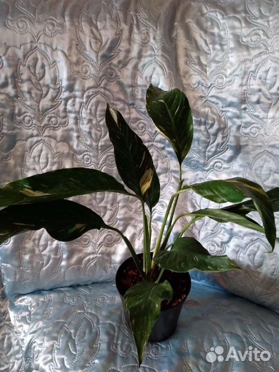 Спатифиллум