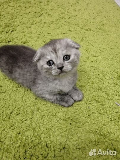 Шотландская вислоухая кошка