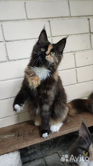 Девочка мейн-куна