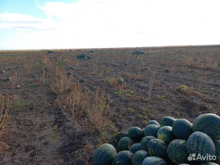 Арбузы