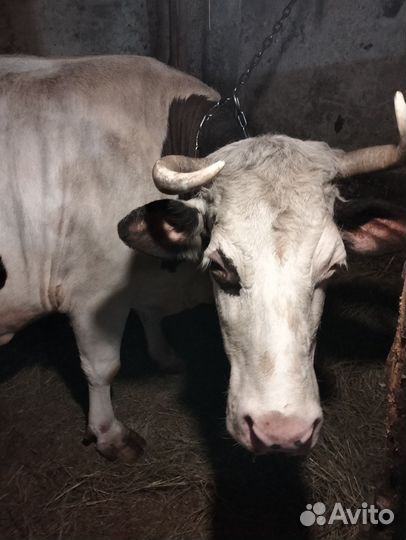 Корова высокоудойная