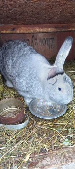 Продам кроликов